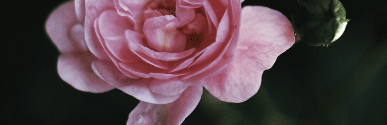 Beauty Resurgent