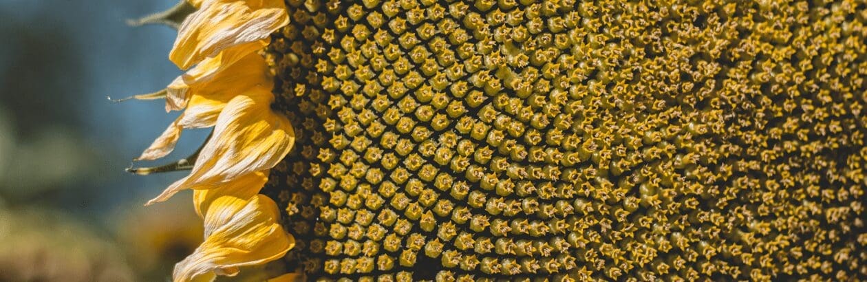Sunflower Seeds