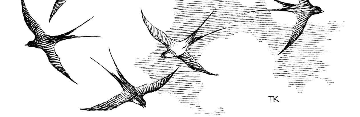 “I Saw a Man Fly! I Am Sure I Did!”