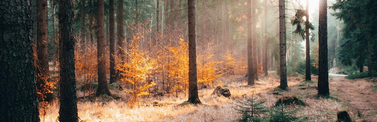 Forest Fire