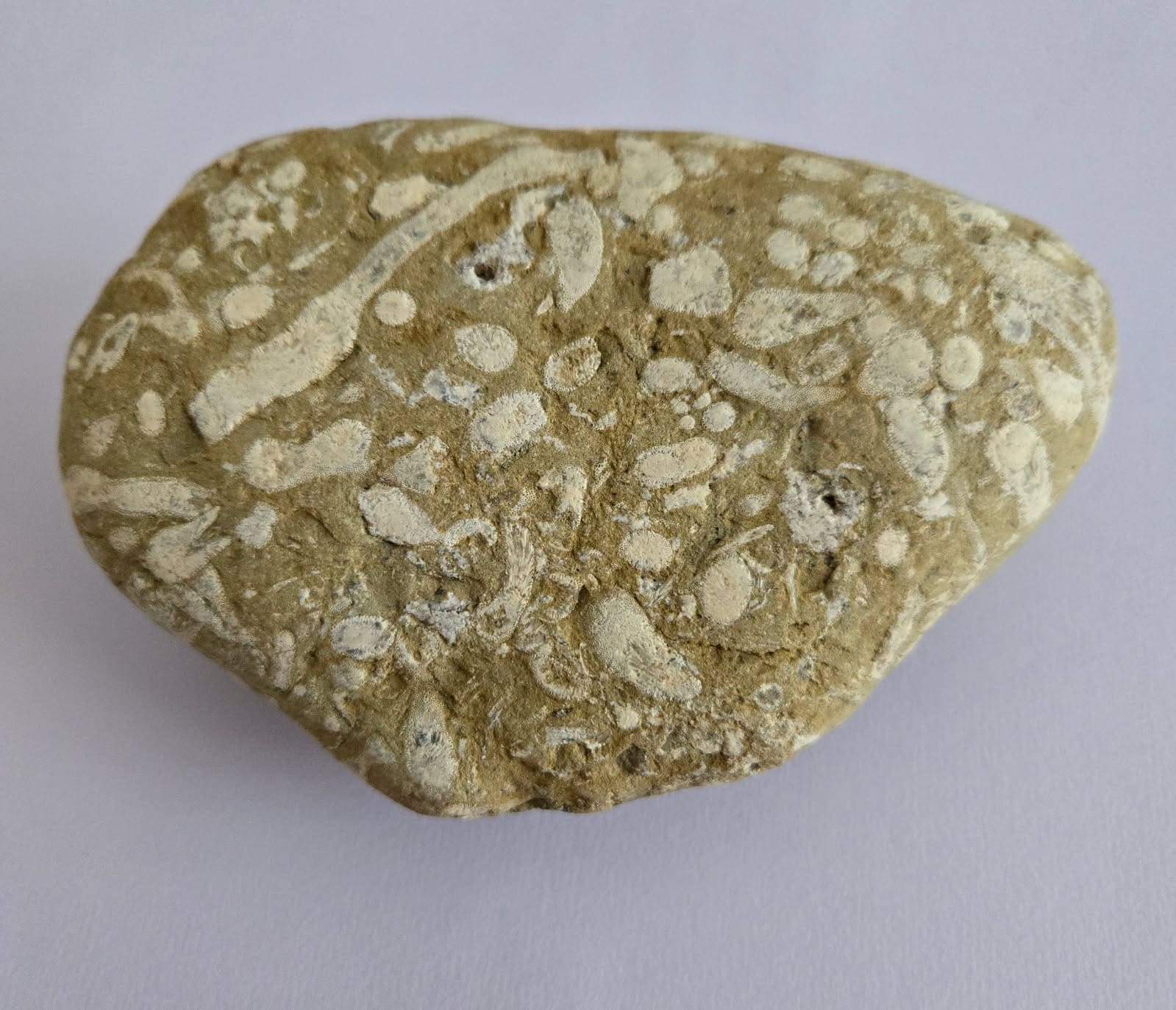A tan, irregularly shaped rock with numerous light-colored, oval and elongated fossil imprints scattered across its rough surface, placed on a plain light background.