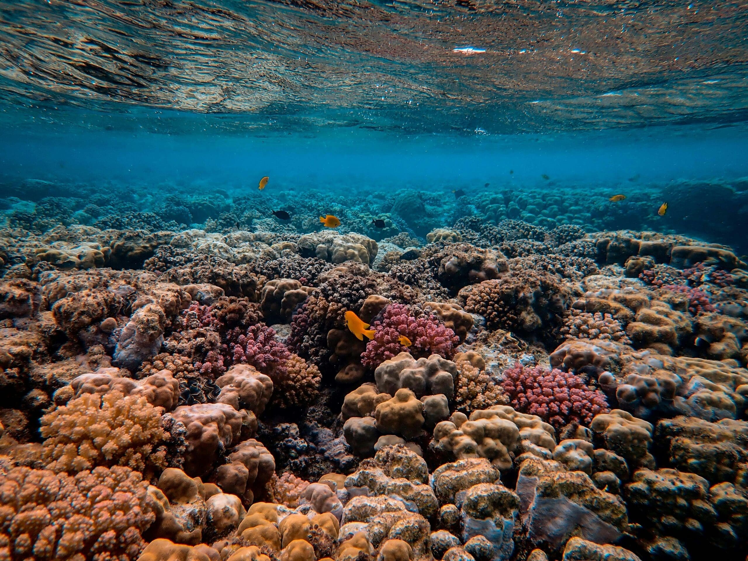 A vibrant underwater scene with colorful coral reefs and several small, orange fish swimming among the corals, illuminated by sunlight filtering through the clear blue water.