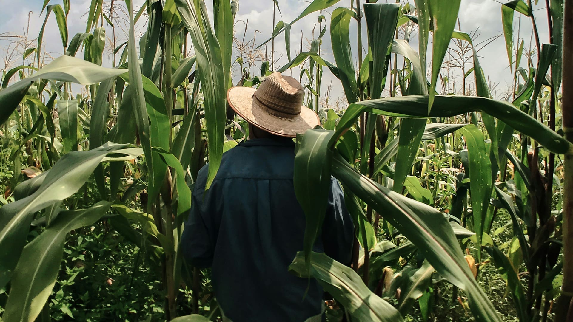 A person wearing a wide-brimmed hat and a blue shirt stands in the middle of a tall, green cornfield, facing away from the camera, surrounded by dense corn plants under a partly cloudy sky.