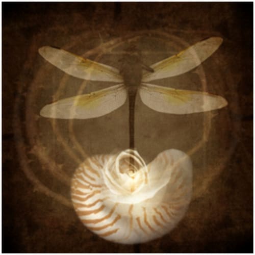 aeternae caritatis | everlasting charity