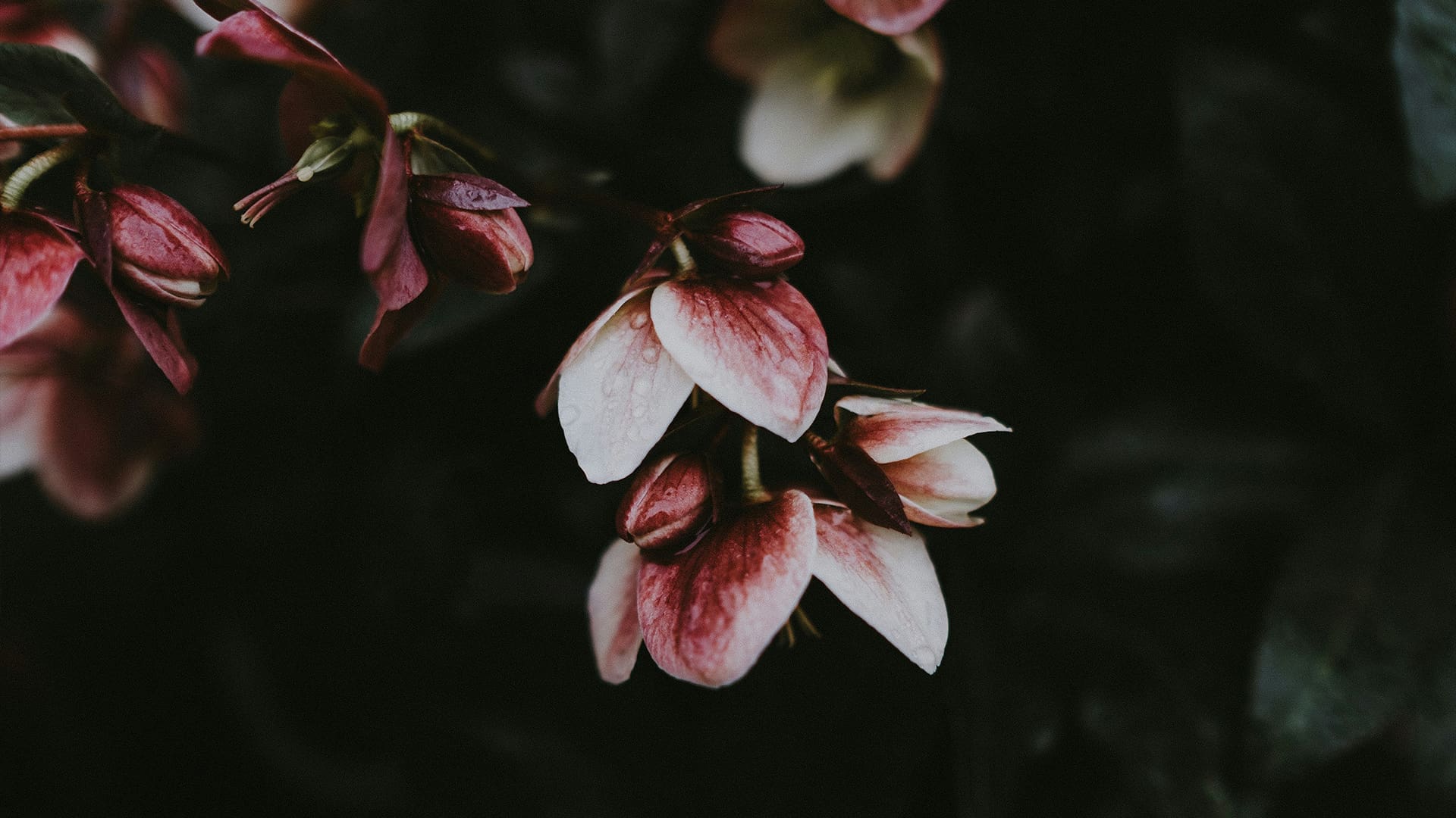 Close-up of pink and white flower buds with water droplets, set against a dark, blurred background of leaves. The petals appear soft and slightly curled at the edges.