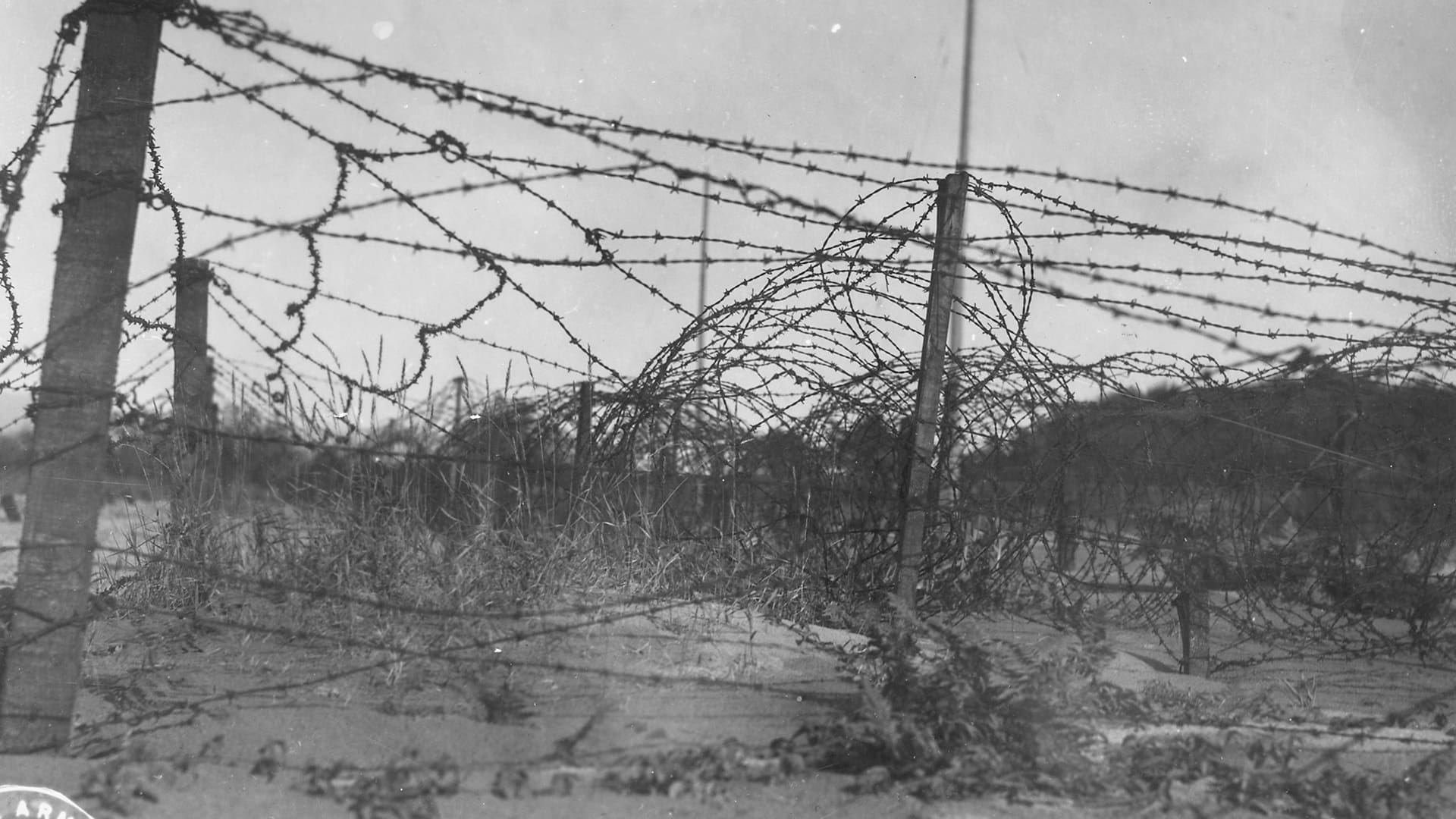 Black and white photo of tangled barbed wire fencing on posts, with overgrown grass and vegetation beneath, and blurred trees in the background under a cloudy sky.